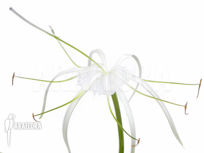 Hymenocallis littoralis cv. Variegata