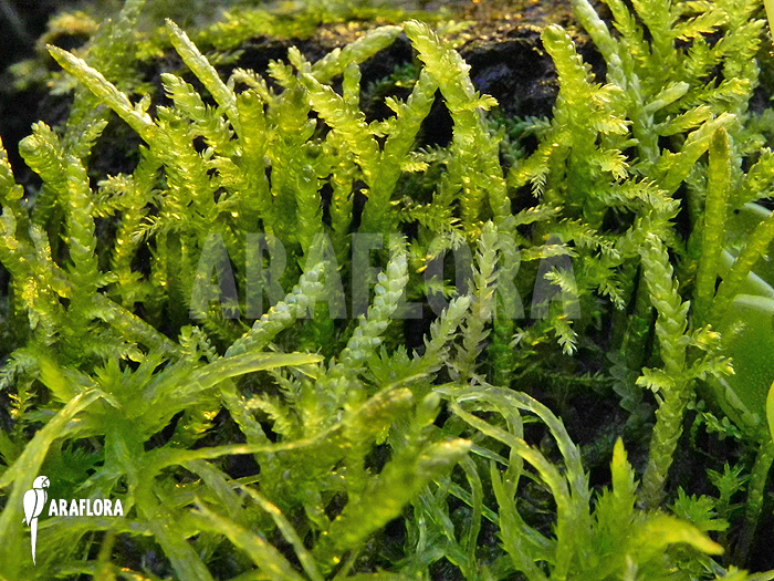 Hypnum cupressiforme ‚Moss‘