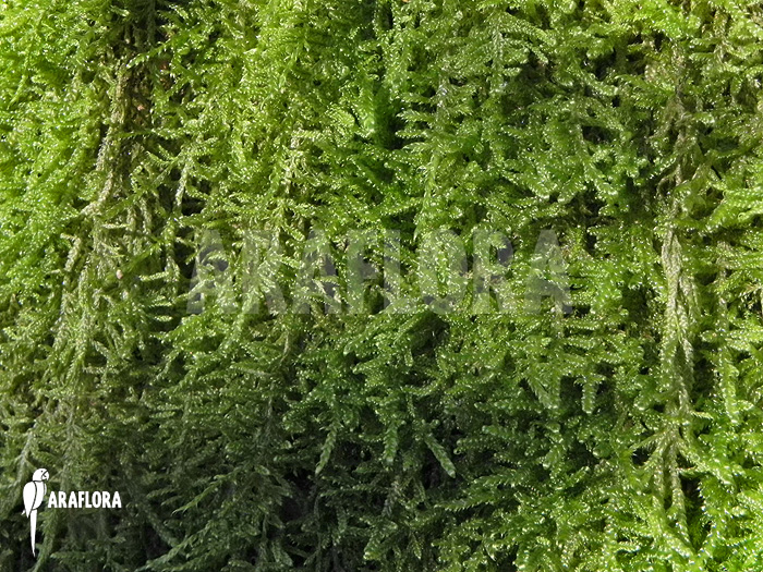 Hypnum cupressiforme ‚Moss on tree‘