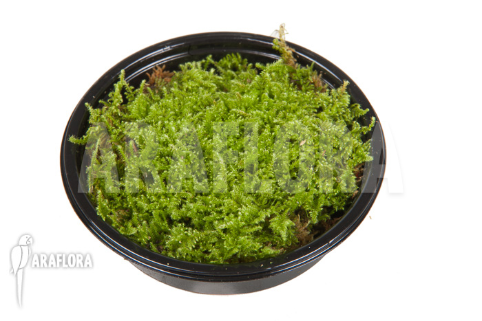 Hypopterygium species