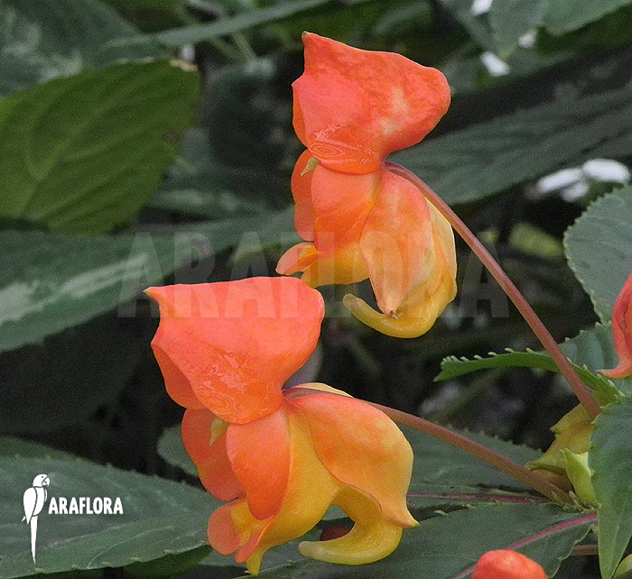 Impatiens auricoma flower