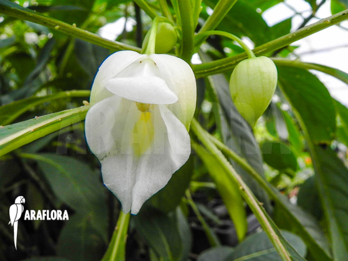 Impatiens kerriae flower