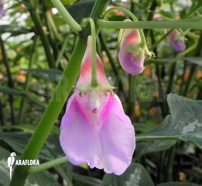 Impatiens mackeyana