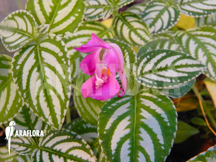 Impatiens marianae flower