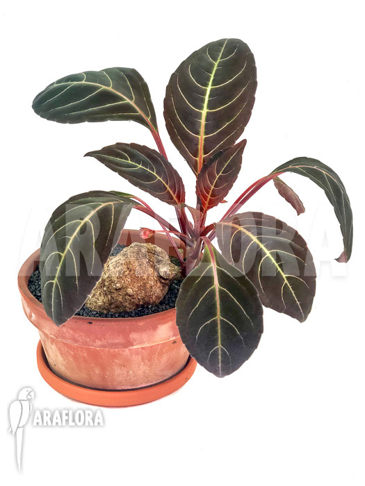 Impatiens phengklaii ‚L‘