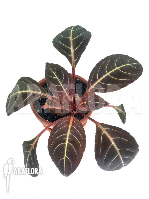 Impatiens phengklaii ‚L‘