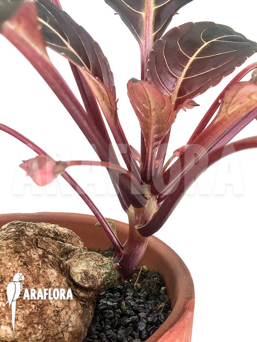 Impatiens phengklaii ‚L‘