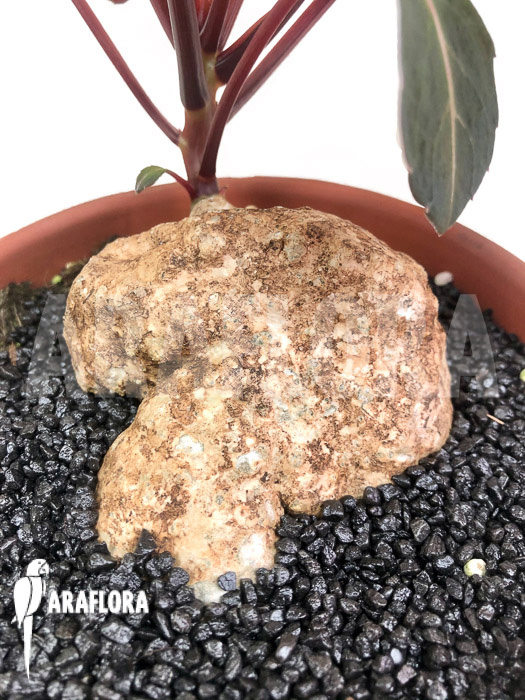 Impatiens phengklaii ‚L‘