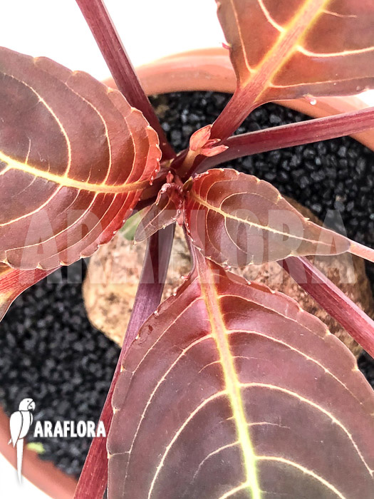 Impatiens phengklaii ‚L‘