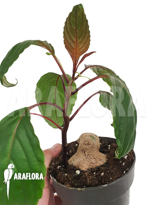 Impatiens phengklaii ‚M‘