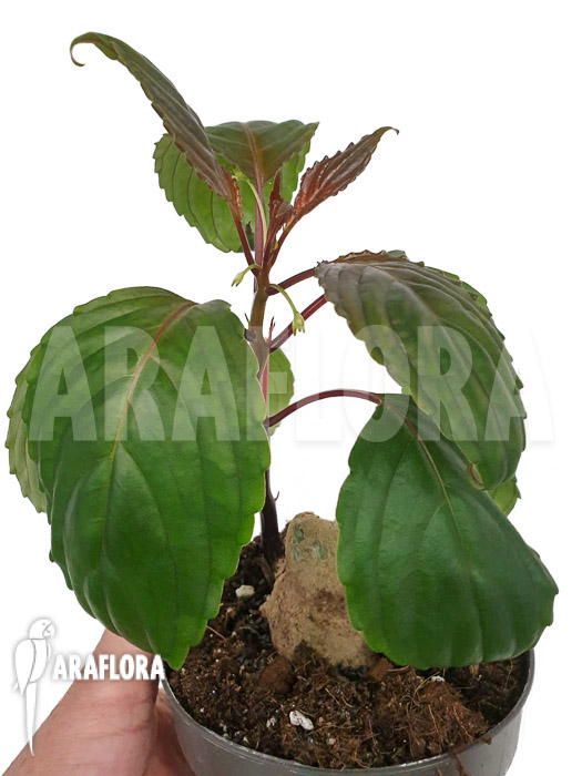 Impatiens phengklaii ‚M‘