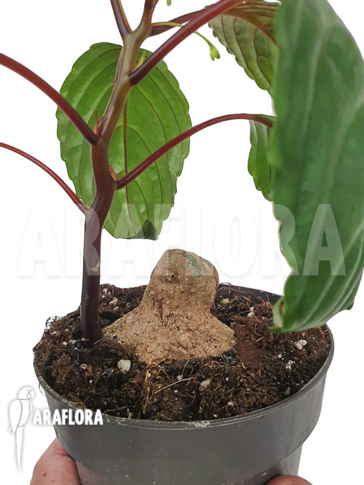 Impatiens phengklaii ‚M‘