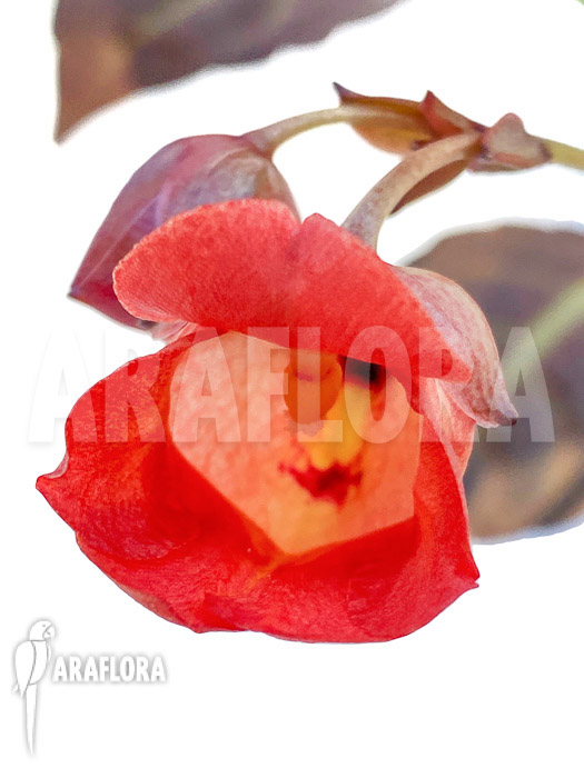 Impatiens phengklaii ‚M‘