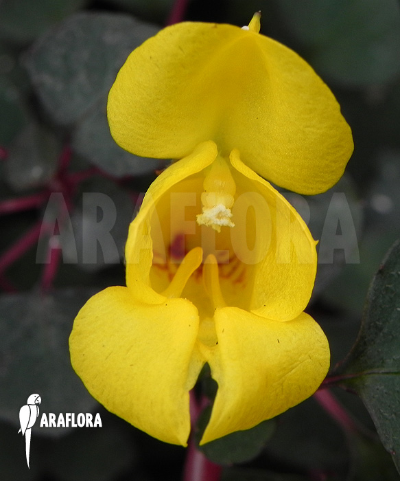 Impatiens repens