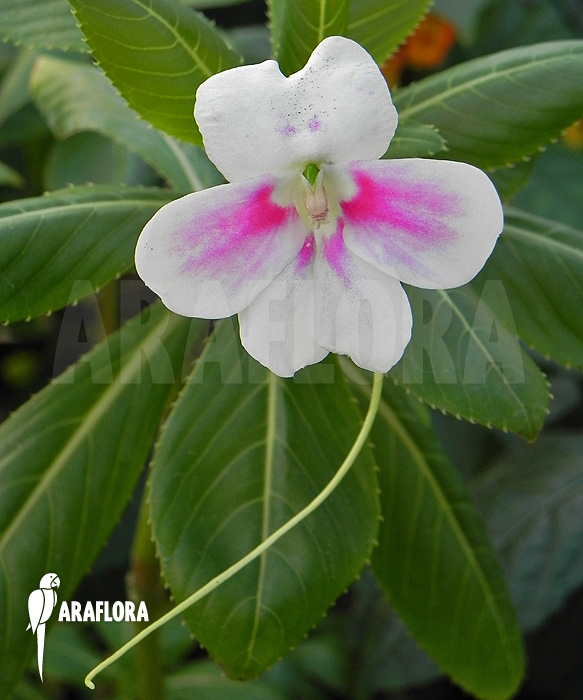 Impatiens sodenii