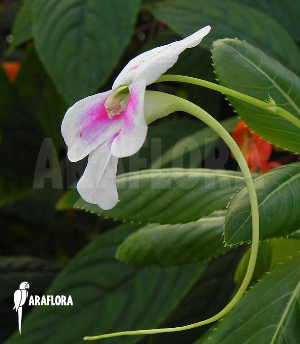 Impatiens sodenii
