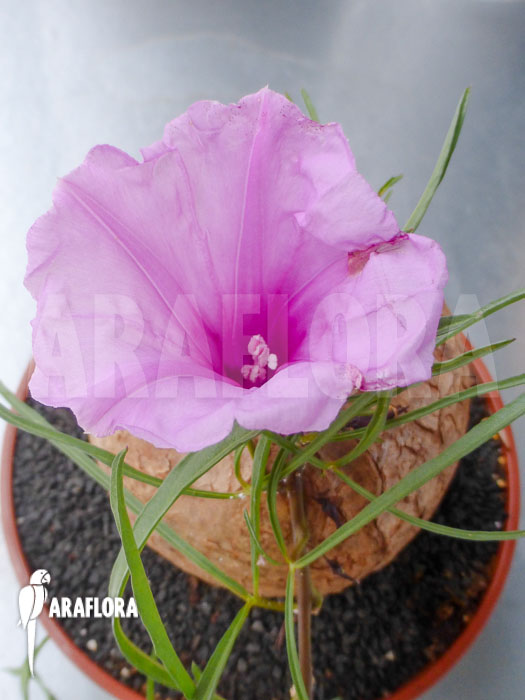 Ipomoea bolusiana L