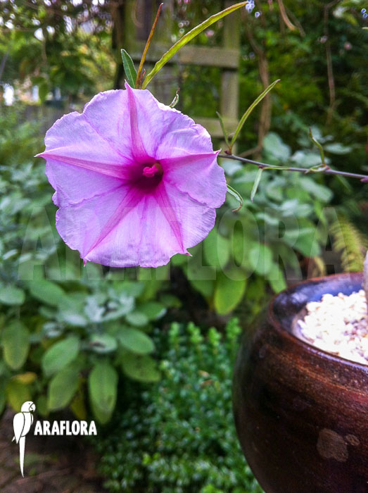 Ipomoea bolusiana Flower