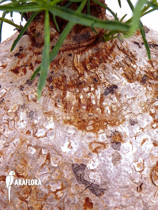 Ipomoea bolusiana XL