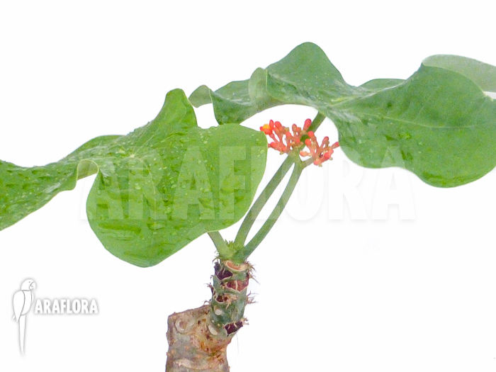 Jatropha podagrica