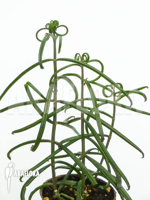 Kalanchoe beauverdii Starter