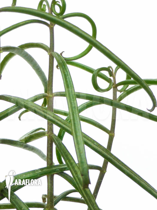 Kalanchoe beauverdii Starter