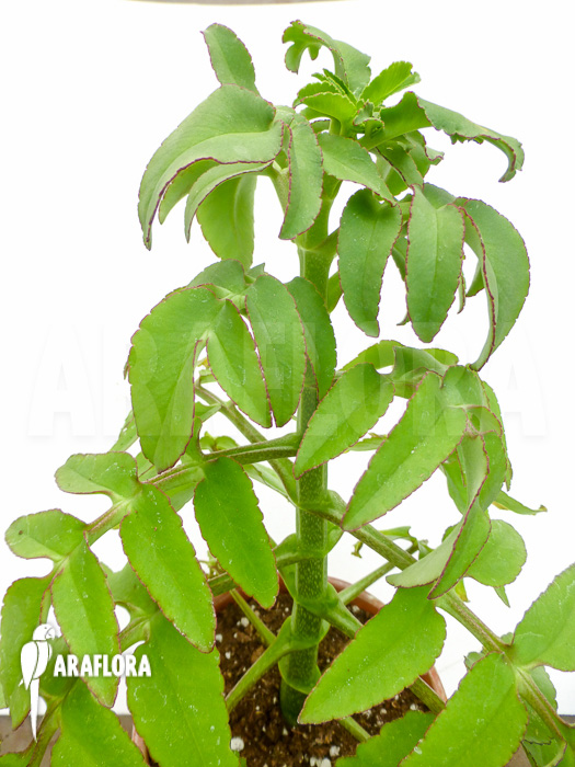 Kalanchoe prolifera