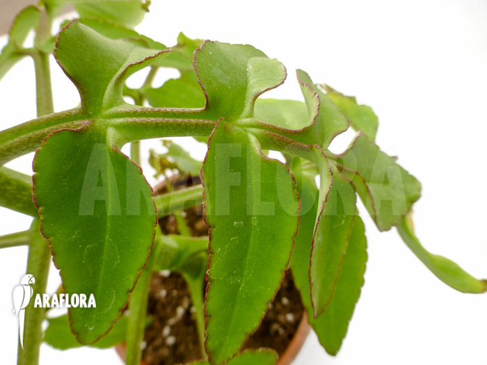 Kalanchoe prolifera