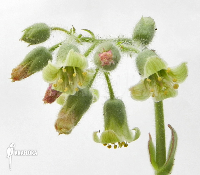 Kalanchoe tetraphylla