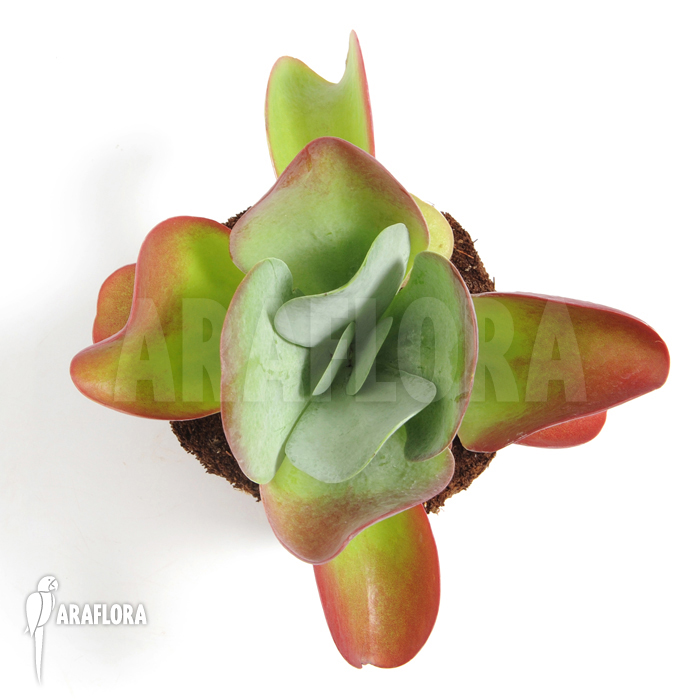 Kalanchoe thyrsiflora