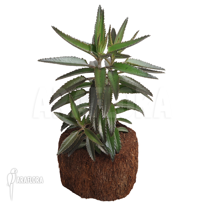 Kalanchoe x  daigremontana x tubiflora-2