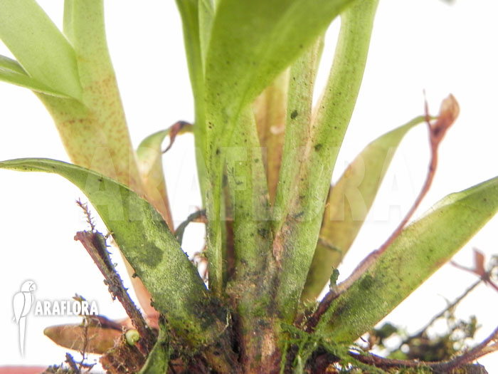 Kefersteinia graminea