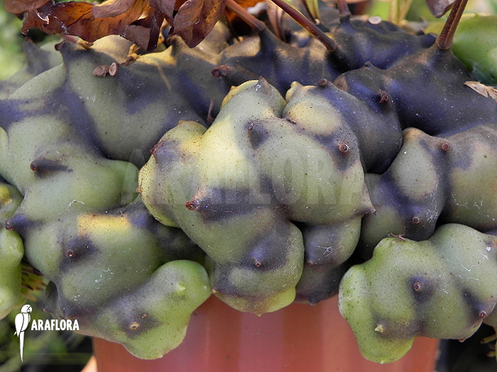 Lecanopteris burkii close-up