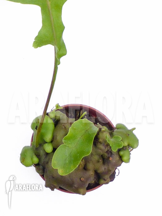 Lecanopteris celebica