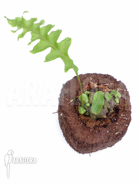 Lecanopteris celebica