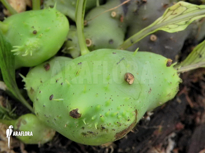 Lecanopteris darnaedii