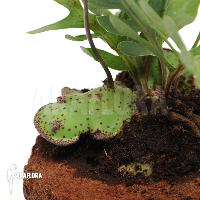 Lecanopteris mirabilis