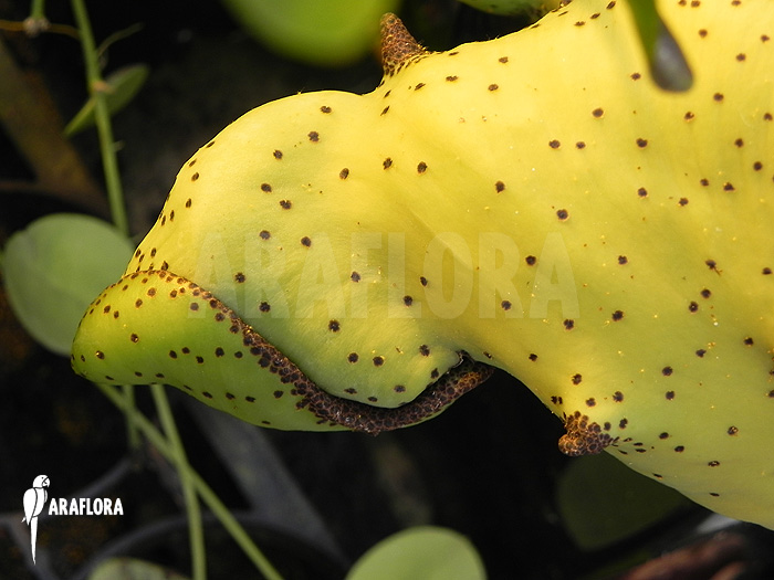 Lecanopteris mirabilis