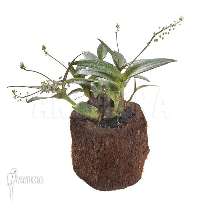 Ledebouria ‚Scilla‘ pauciflora small