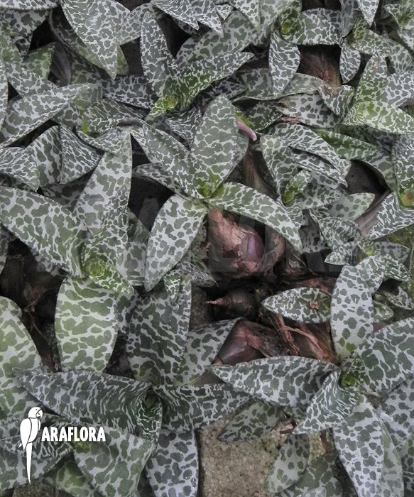 Ledebouria ‚Scilla‘ pauciflora small