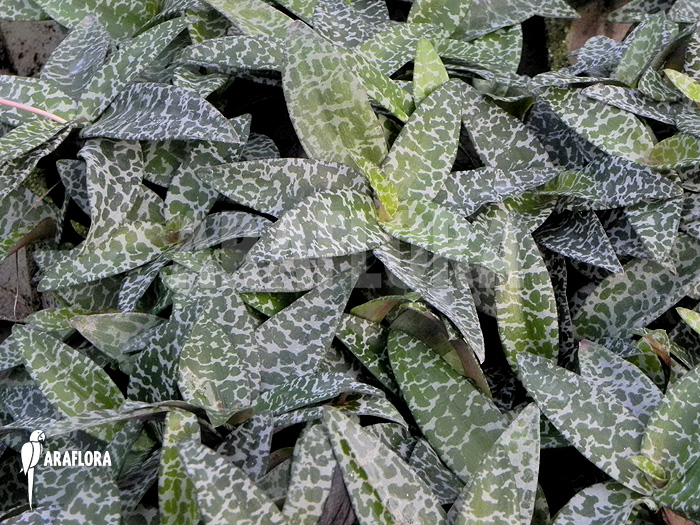 Ledebouria ‚Scilla‘ pauciflora small