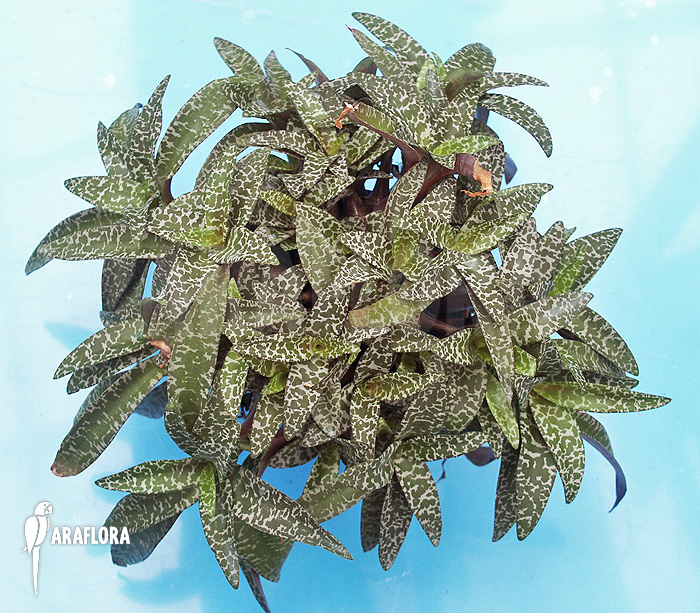 Ledebouria ‚Scilla‘ pauciflora small