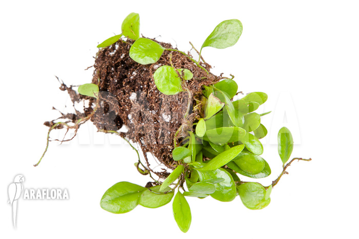 Lemmaphyllum microphyllum “Starter”