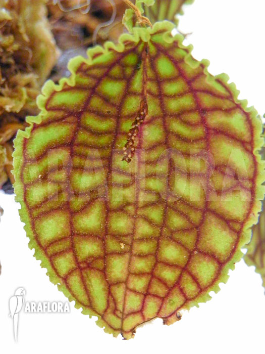 Lepanthes calodictyon