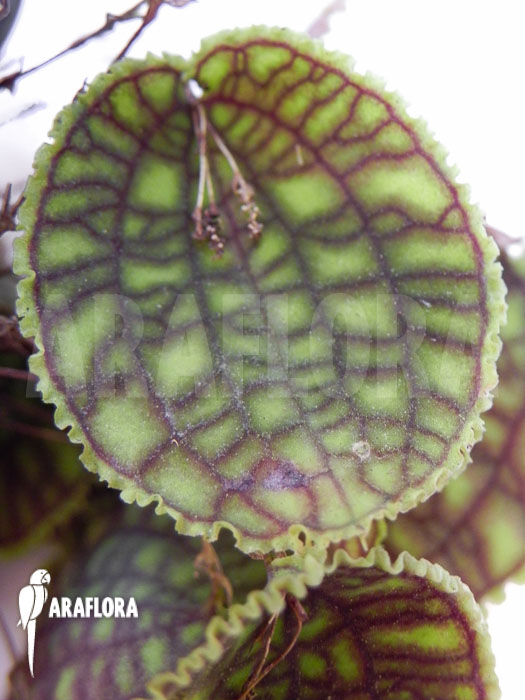 Lepanthes calodictyon