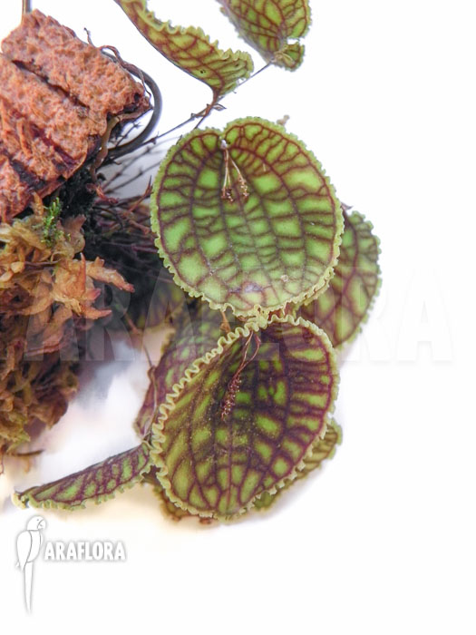 Lepanthes calodictyon