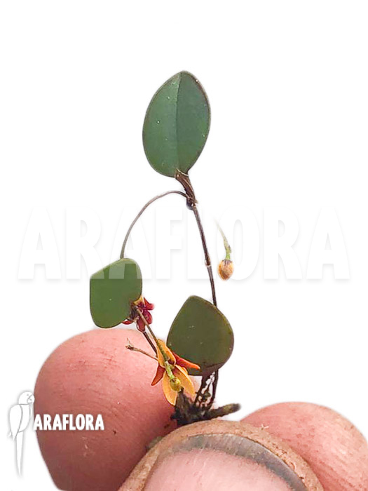 Lepanthes domingensis