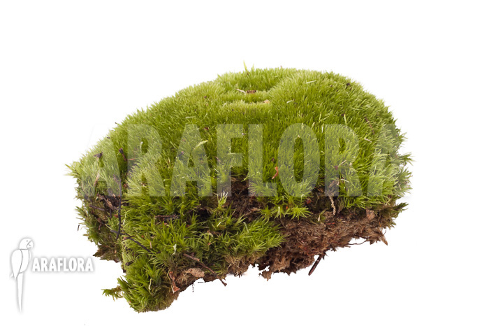 Leucobryum glaucum cradle ‚Cushion moss‘ piece