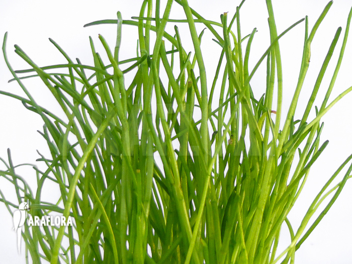 Lilaeopsis mauritiana