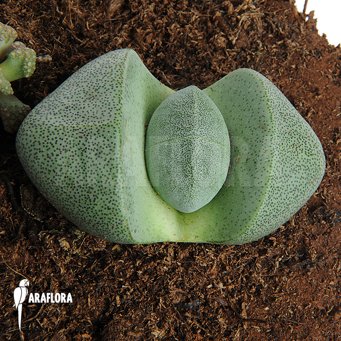 Lithops comptonii ‚Living stones‘